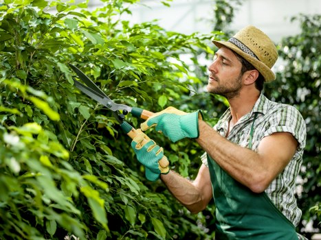Overgrown branches being trimmed by experts